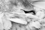 Mute Swan Mono 