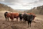 Cattle at Topley