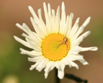 Spider on Oxeye Daisy, Oxfordshire