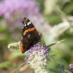 2nd July Red Admiral on Buddleia