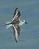 Sanderling in flight at Farmoor Reservoir