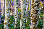 Tree - 4511