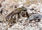Lasioglossum smeathmanellum