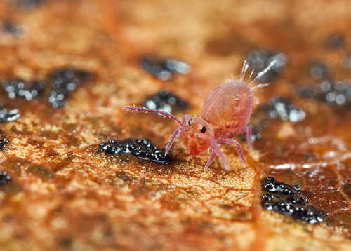 On the underside of a fallen leaf. Warwickshire, November 2012. A rather pale specimen.