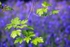 Oak leaves and Bluebells