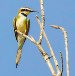 White Throated Bee Eater Juvenile