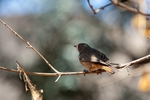 Bird African Robin
