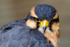 aplomado falcon Falco femoralis-7794