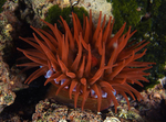 Actinia equina