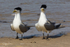 Breeding Pair 2