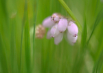cross-leaved heath, Gwaun Gynfi