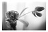 Black & white tulips