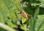 Roesel’s Bush-cricket