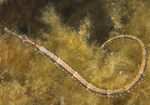 Syngnathus acus