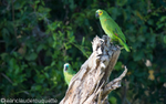 Blue-fronted amazon