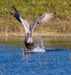  Pelicans _0023