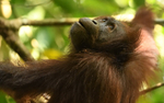 Danum valley