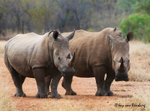 White Rhino