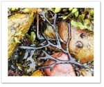 Seaweed VI