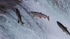 Salmon Jumping Falls
