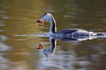 Grebe