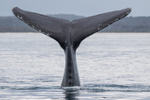 Tall Fluke