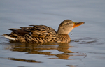 Female Mallard