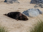 Atlantic Grey Seal