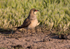 Collared Pratincole