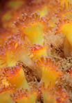 Corynactis viridis