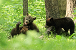 Play-fighting Black Bear cubs, Minnesota, USA