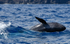False killer whale