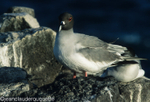 Swallow-tailed Gull (South Plaza)