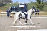BPP_9135