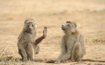 Olive baboons.