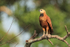 Black-collared Hawk, Corixo Negro, Mato Grosso, Brazil