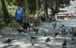 Assignment 2 - Pigeons