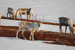 Reindeer