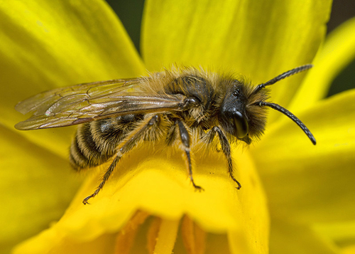 [i]Andrena flavipes[/i] male. Cubbington churchyard, Warwickshire, March 2014.