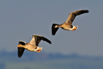 White-fronted Goose in flight with Greylag Goose at Otmoor