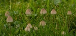 Milking Bonnet