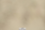 230702A-132744-09519