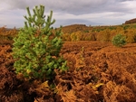 Wharncliffe Heath (08)
