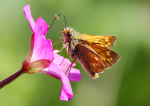 Large Skipper