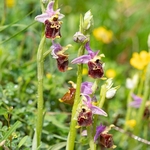 Apennine Late Spider orchid (Ophrys dinarica also Ophrys fuciflora ssp dinarica).