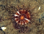 Hormathia coronata