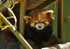 Red Panda