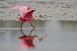 Roseate Spoonbill
