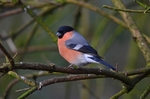Bullfinch