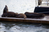 Sea Lions, Pier 39, San Francisco, USA - 9662